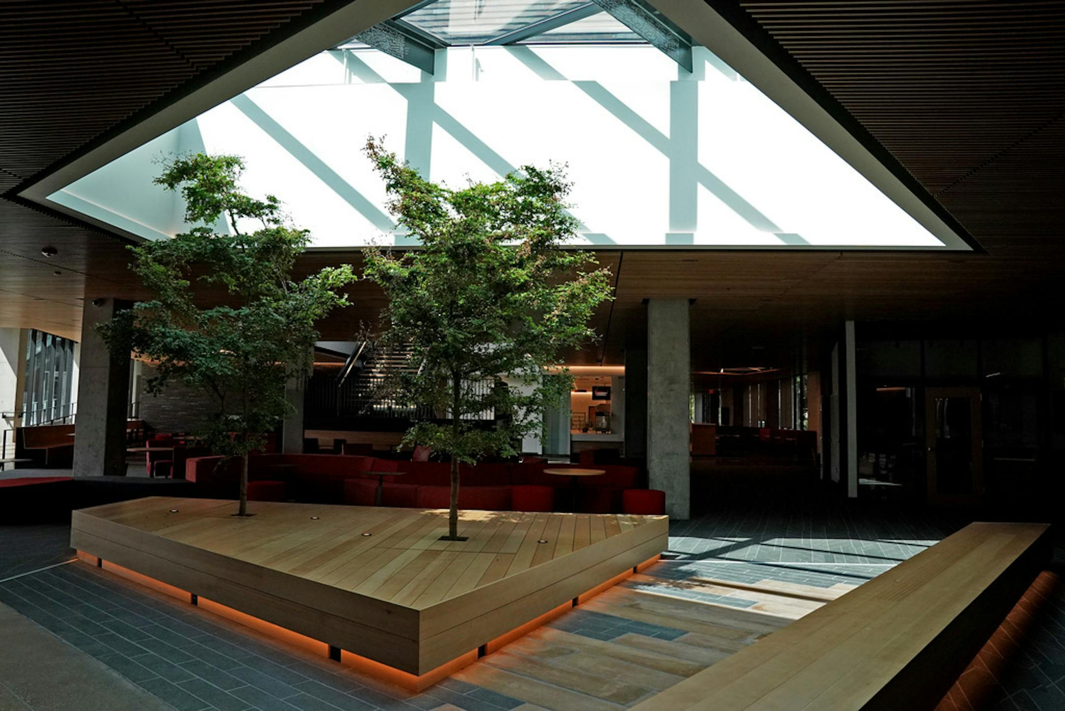 A pair of black olive trees bring the outdoors inside in the new commons area.