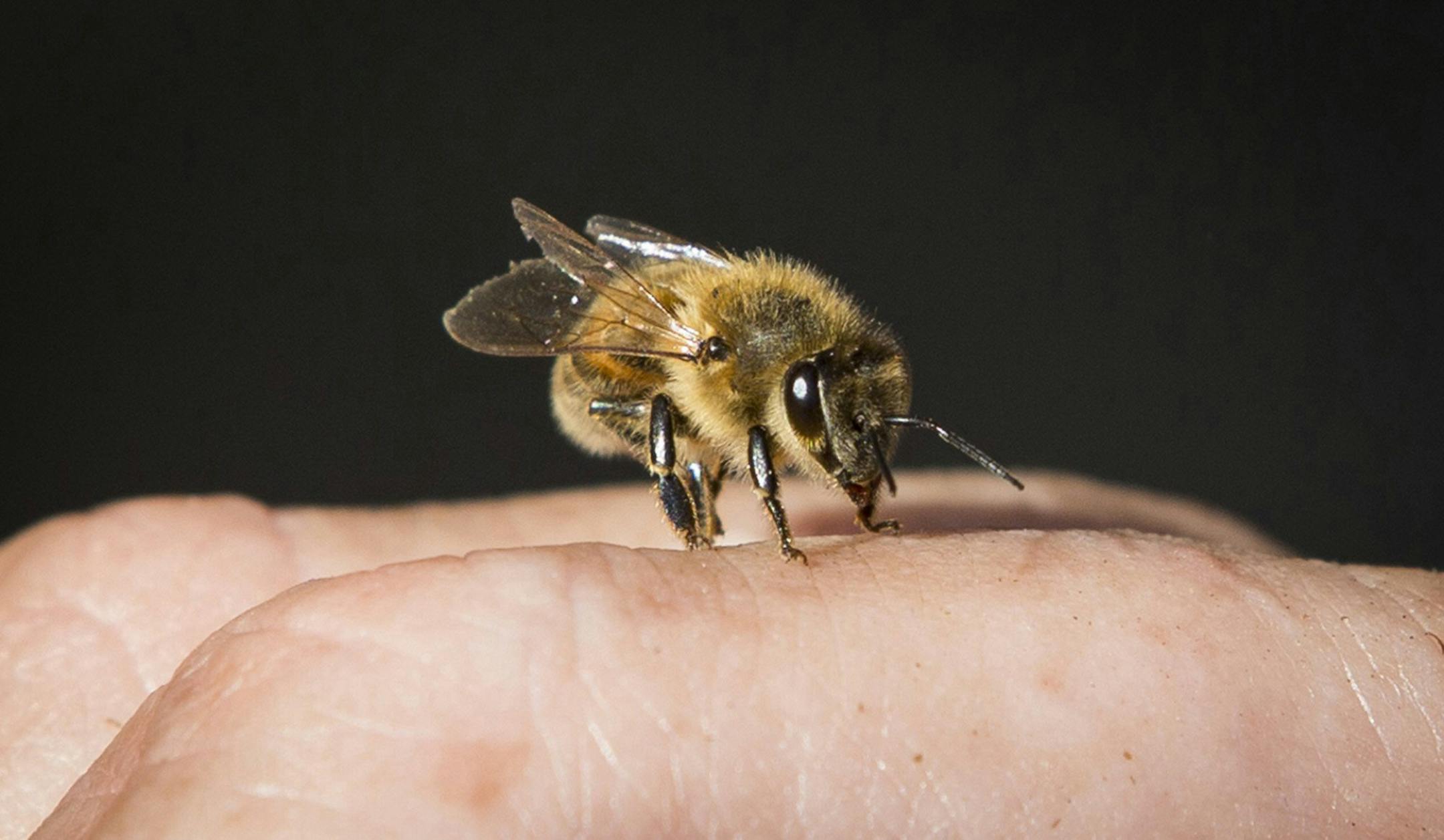 Problems start when bees forced to remain in the hive drop their feces.