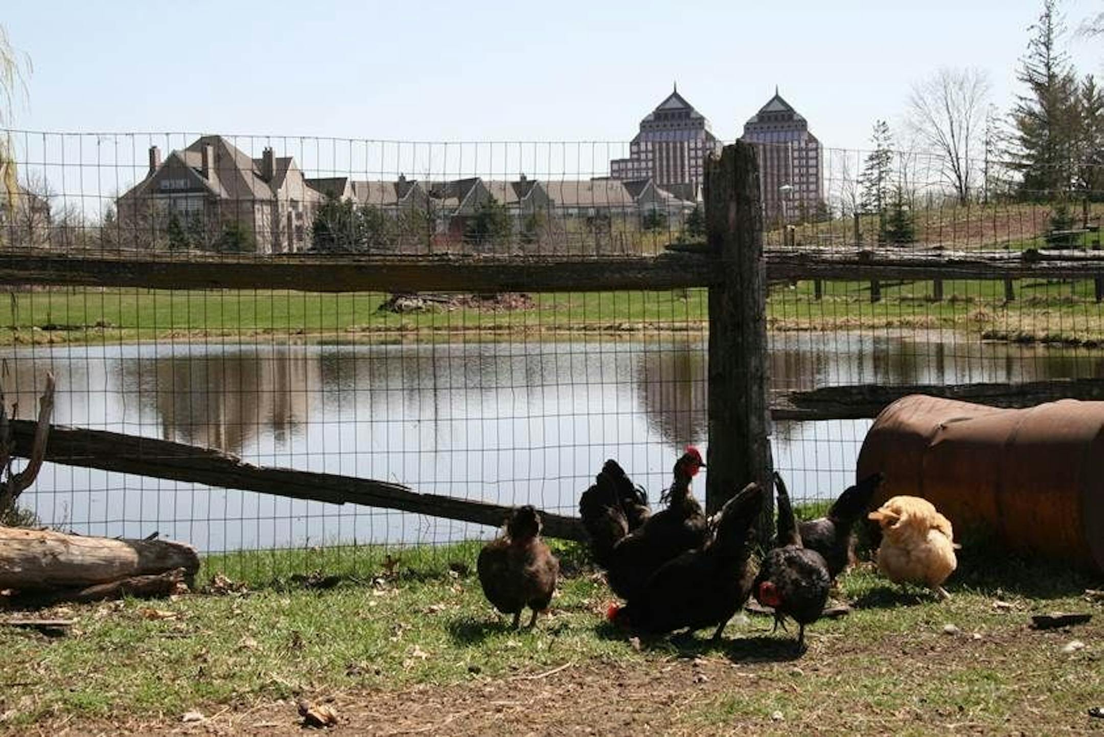 Photo courtesy of the Lemke family: A scene from the Lemke family farm, the last one in Minnetonka.