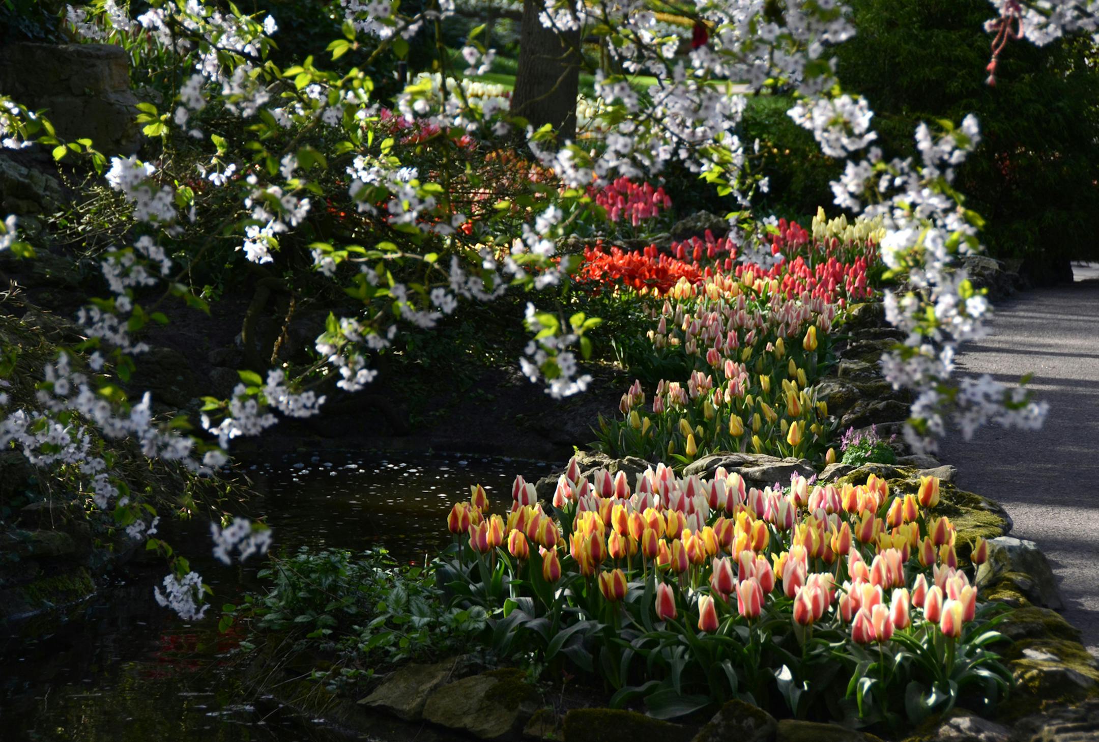 Tulips are framed by a flowering crabapple tree at Keukenhof in Holland, which displays over 7 million bulbs and is only open for eight weeks when the spring flowers are at their peak. (Doug Oster/Pittsburgh Post-Gazette/TNS)