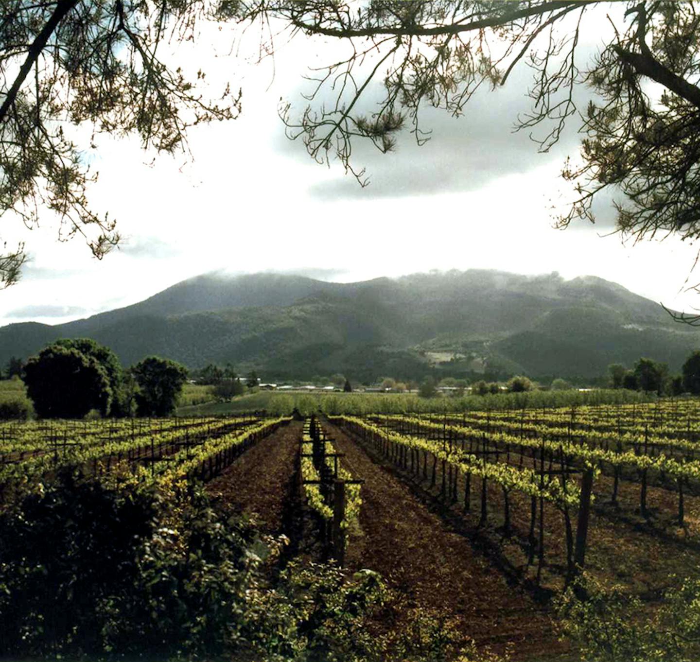 Credit: Lake County A vineyard in Lake County, California.