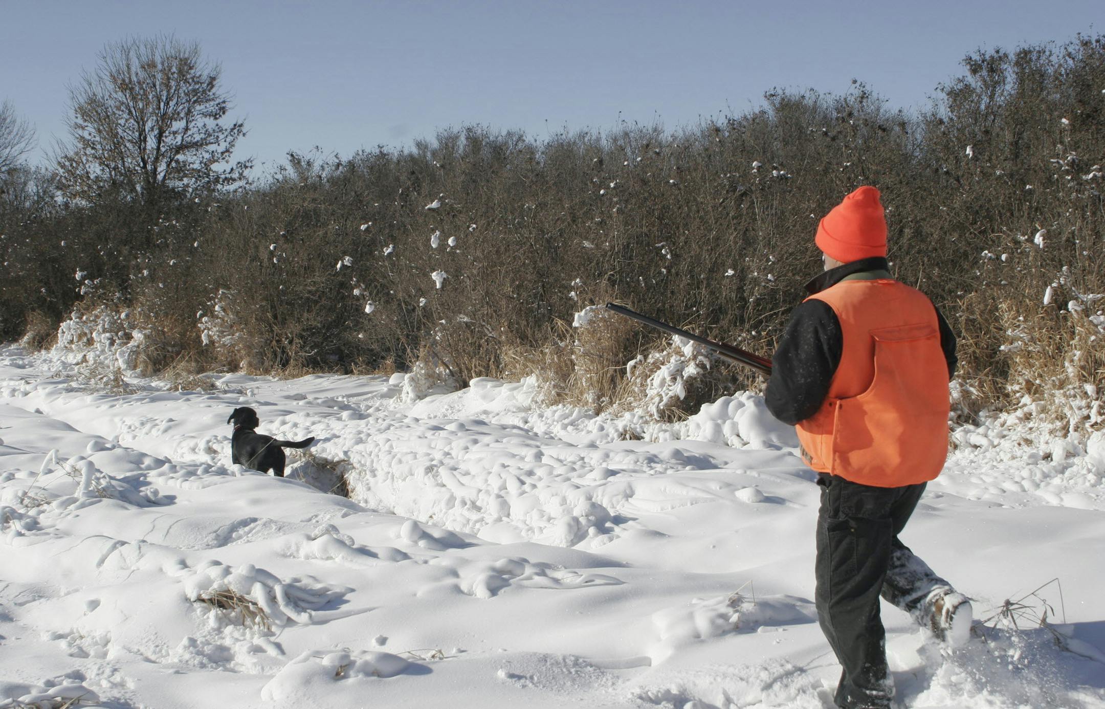 Doug Smith/Star Tribune; December, 2009, southwestern Minnesota. Pheasant hunting in December is a different ballgame than pheasant hunting in October, as Jack Rendulich of Duluth found out while hunting ringnecks in southwestern Minnesota last December. This treeline offered pheasants some protection from blowing snow.
