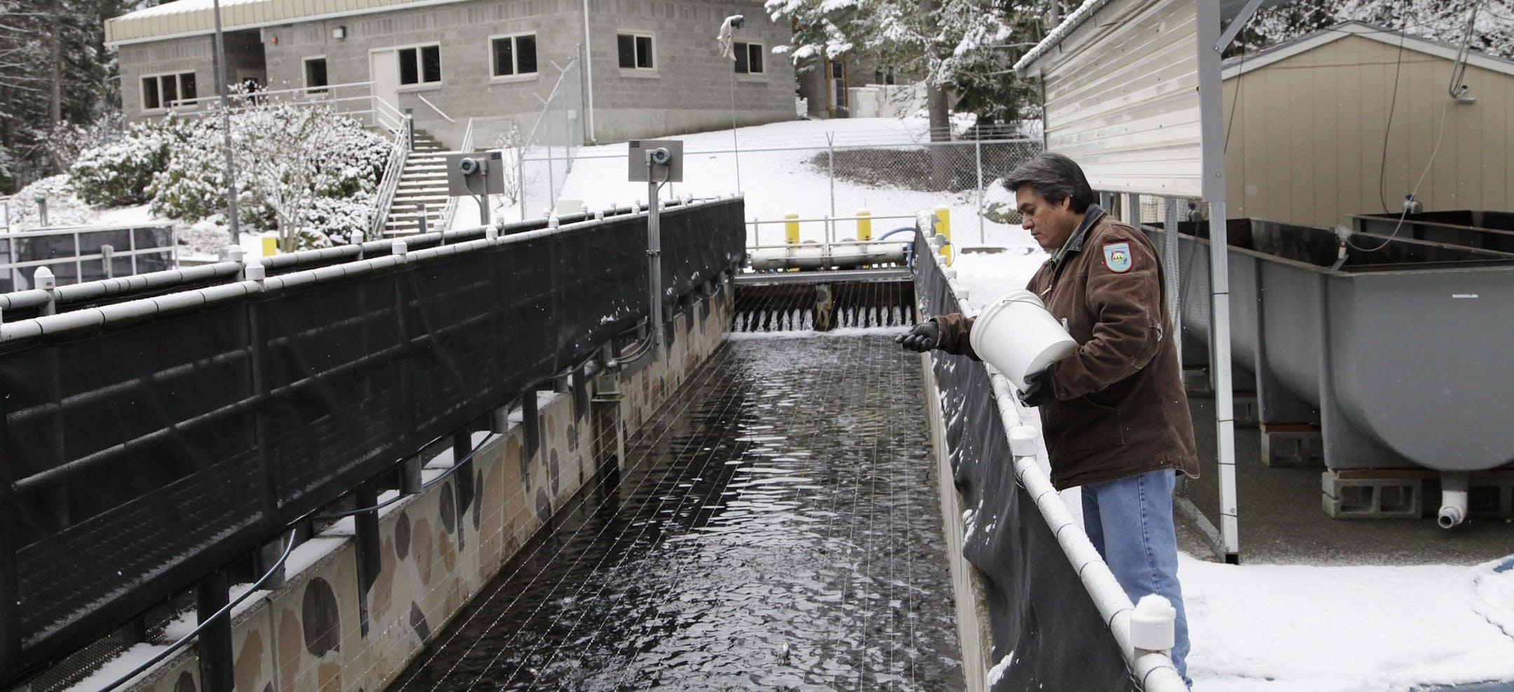 Hatchery technician Keith Moody fed about 30,000 salmon smolts in a rearing pond in Parkdale, Ore.