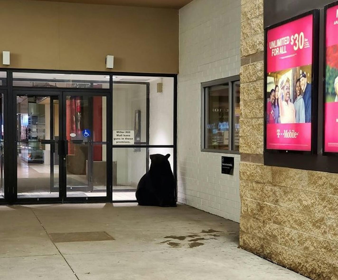 A black bear waited at Duluth's Miller Hill Mall entrance near Noodles & Company.