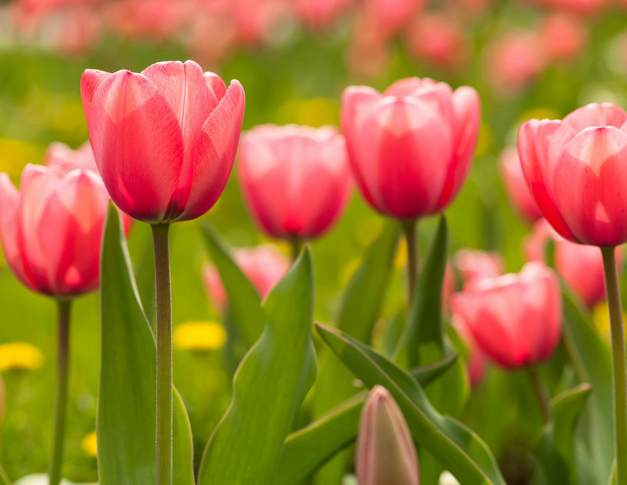 If you're tired of planting tulips every year, you can choose types and use planting strategies that are more likely to encourage a return appearance. (Photo courtesy Fotolia/MCT)