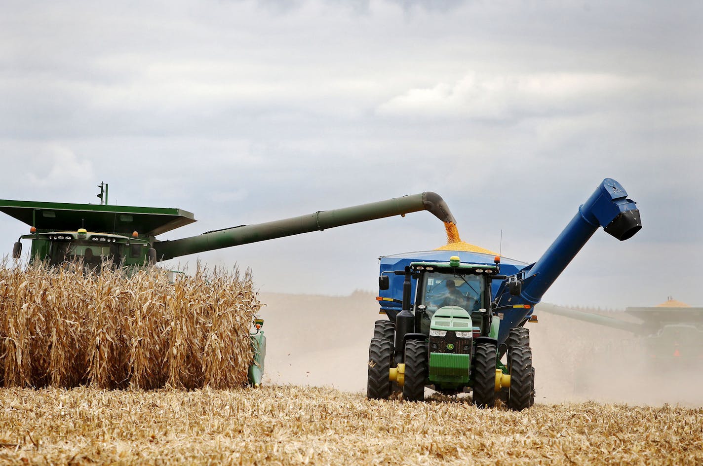 Members of the Peterson family, who operate Far-Gaze Farms, worked harvesting corn on one of their fields, this one 142 acres, Friday, Oct. 9, 2015,near Northfield, MN.](DAVID JOLES/STARTRIBUNE)djoles@startribune.com Crop estimates to be released Friday may show that Minnesota corn and soybean farmers are forecast to produce record crops in 2015, due largely to early planting and adequate summer rain. The healthy crops won't necessarily make farmers rich, since crop prices remain stubbornly low.