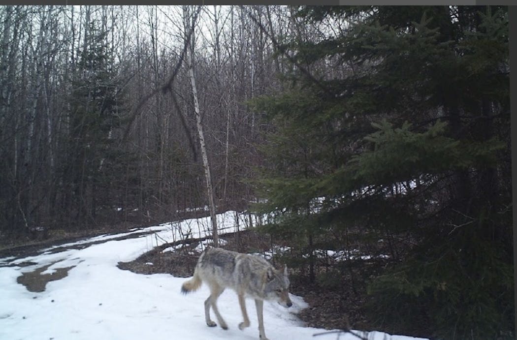 Hunters’ trail cameras across northeast Minnesota are filled with pictures not of deer, but wolves.