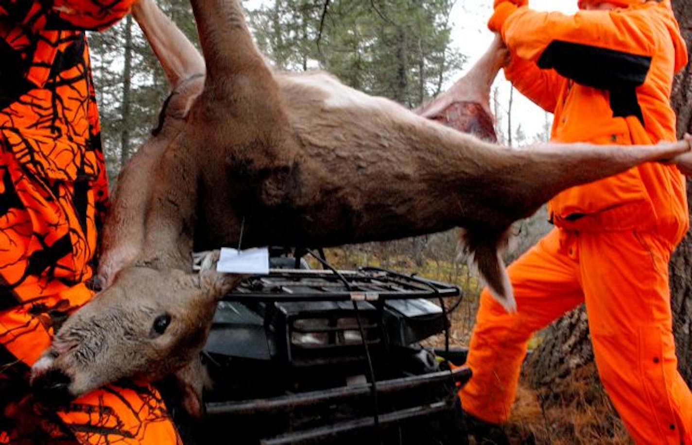 A large doe shot on a swamp edge Saturday morning in northern Minnesota near Cook was taken by Cole Anderson, 15.