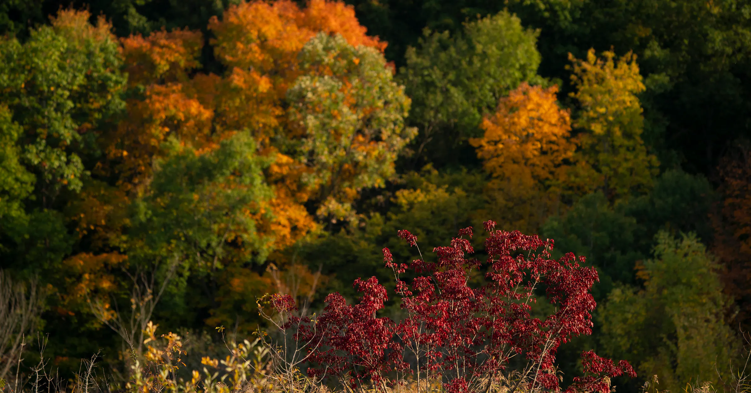 Fall Midwest Background Where to see fall color and autumn leaves in the Midwest