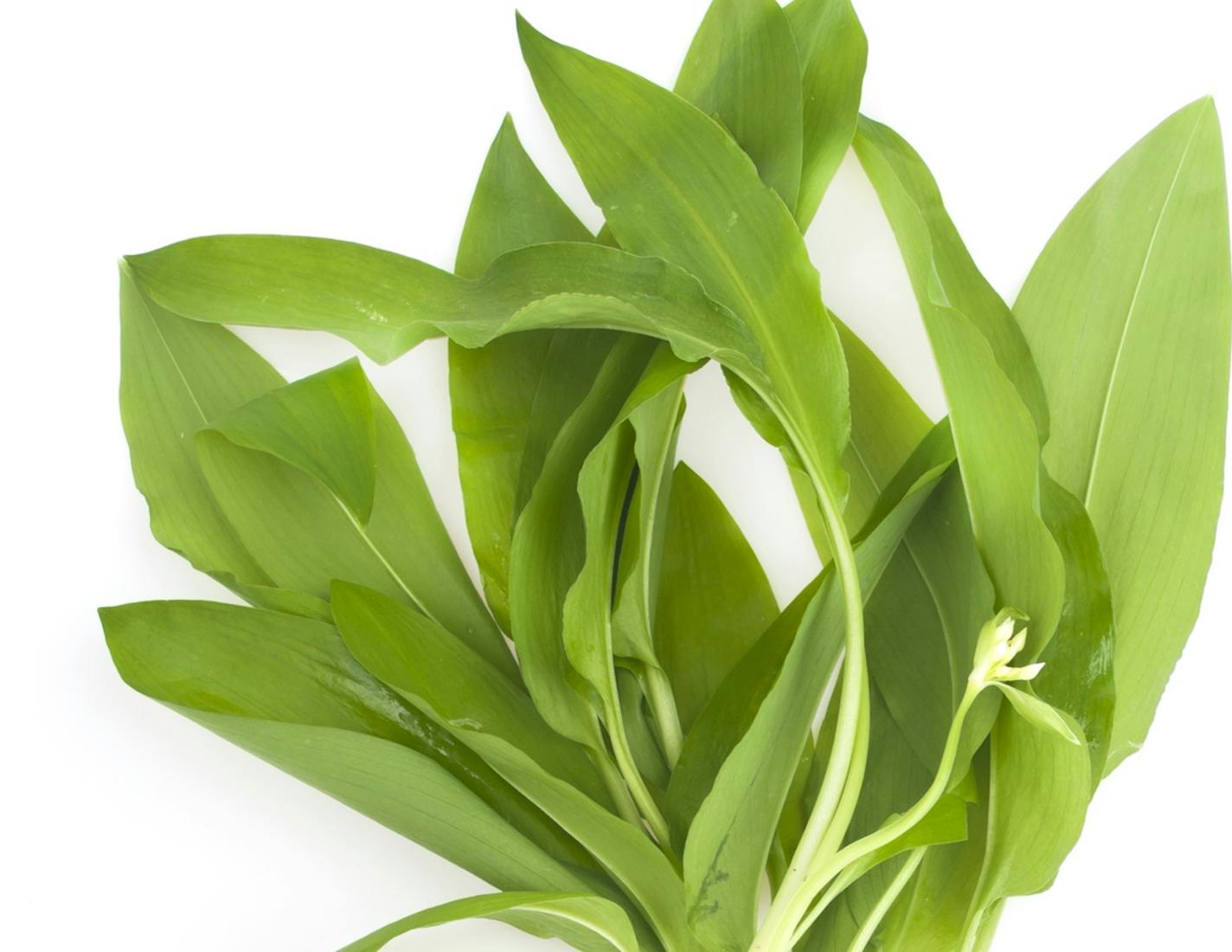 Ramps are a type of wild onion.