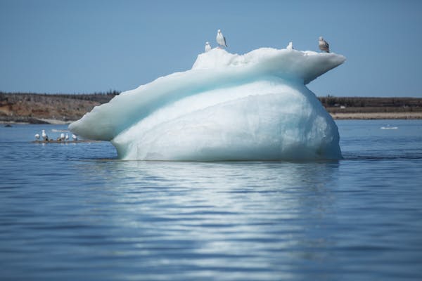 A melting iceberg in Hudson Bay in Manitoba, Canada, June 14, 2014. A warming planet means less ice coverage of the Arctic Sea, which leaves polar bea