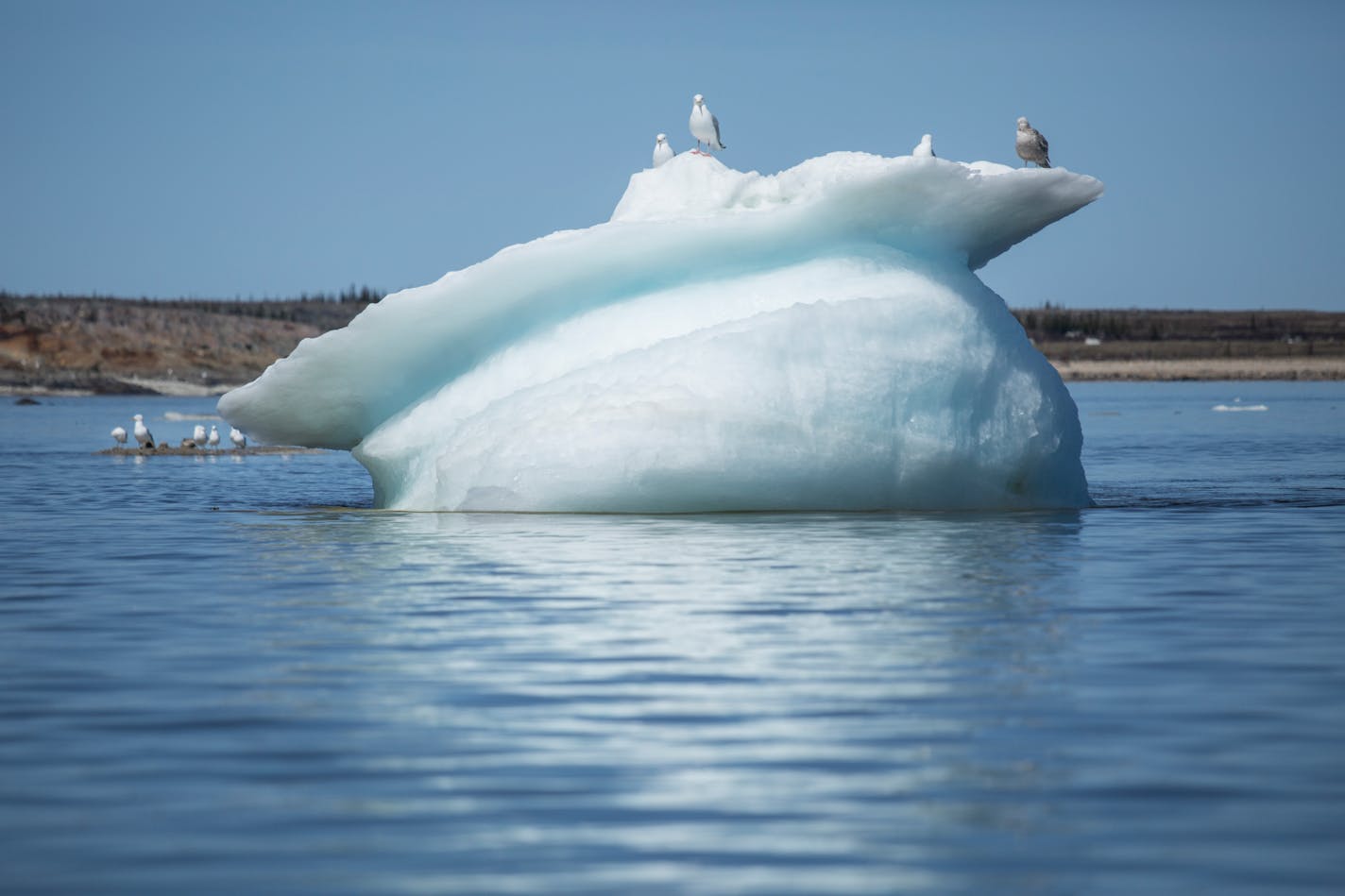 A melting iceberg in Hudson Bay in Manitoba, Canada, June 14, 2014. A warming planet means less ice coverage of the Arctic Sea, which leaves polar bears with less time and less ice for hunting seals. But they have discovered a new menu option: snow geese. (Michael Kirby Smith/The New York Times) ORG XMIT: XNYT22