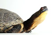 Bob, a Blanding’s turtle, is a 20-year-old animal ambassador at the zoo. The species is one of two from Minnesota considered endangered.