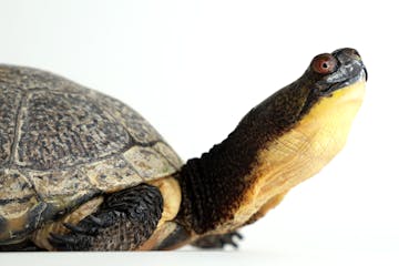 Bob, a Blanding’s turtle, is a 20-year-old animal ambassador at the zoo. The species is one of two from Minnesota considered endangered.