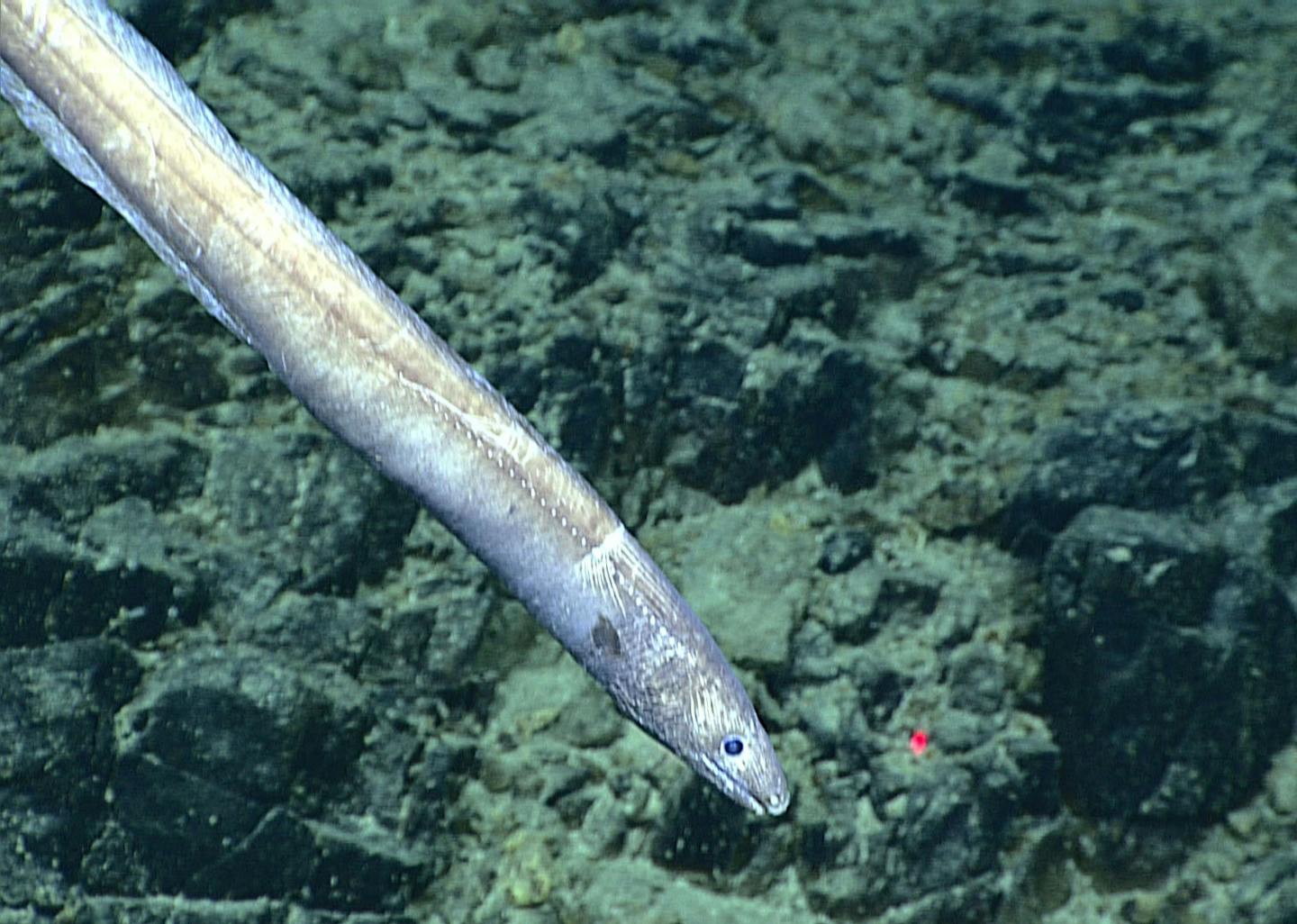 The book on sale of eels