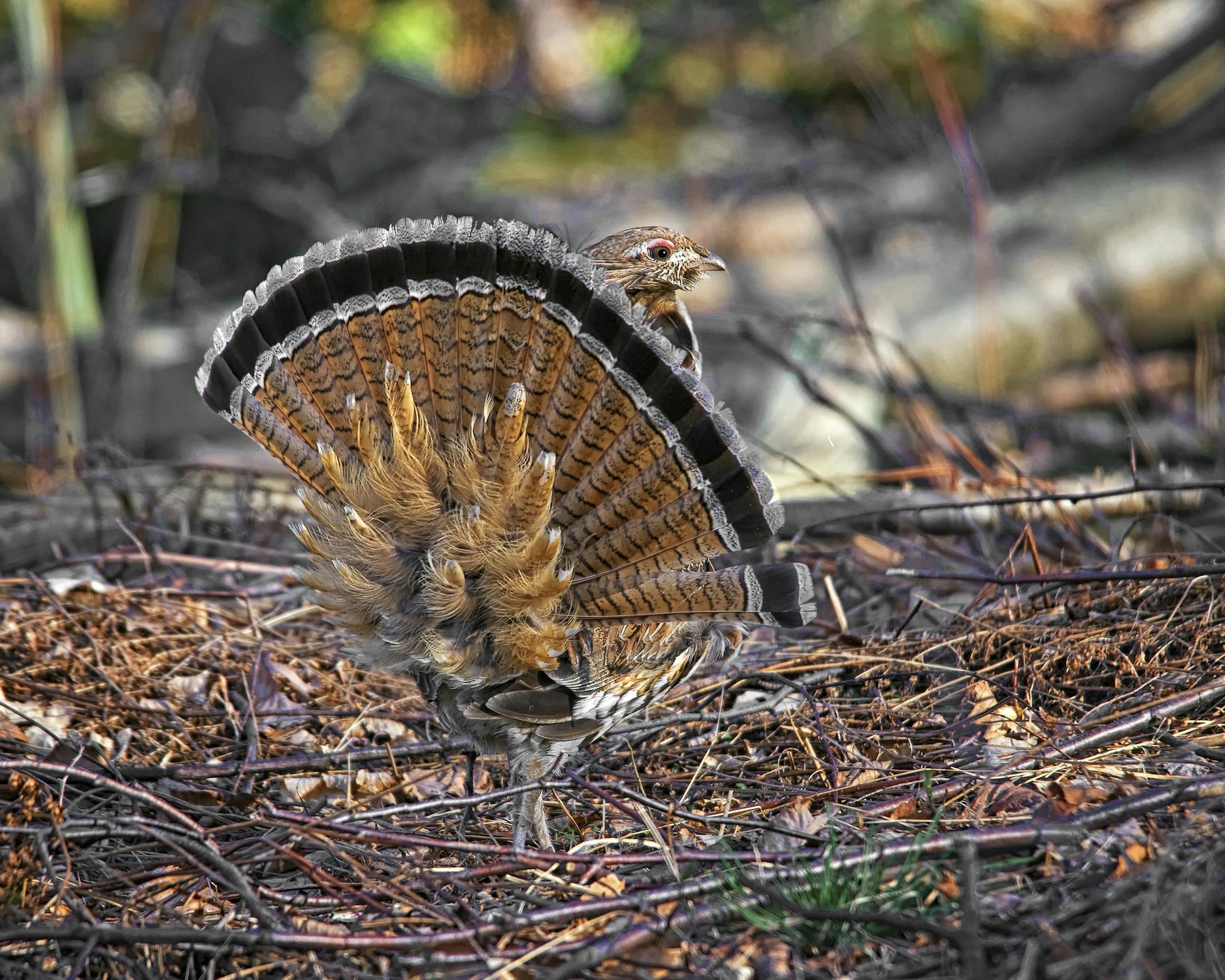 ONE TIME USE, for book review to be published 12/18/13.Ruffed grouse is the topic for a new 550-page anthology titled A Passion For Grouse: The love and legend of America's premier game bird, published by Wild River Press.