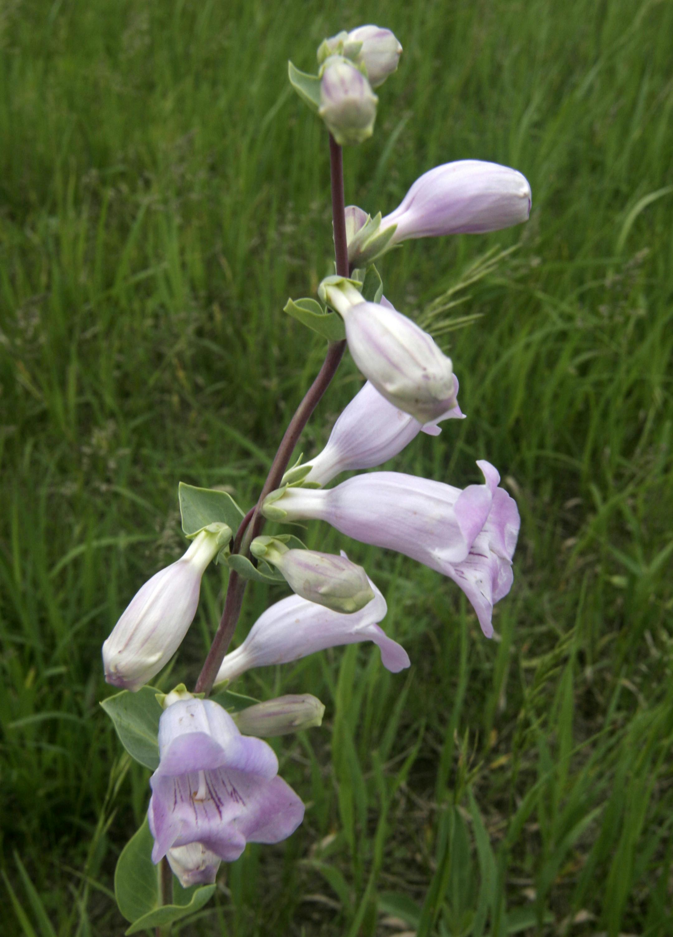 Penstemon -- also called large beardtongue -- is among the native prairie plants growing at Crow River Wildlife Management Area in Stearns County.