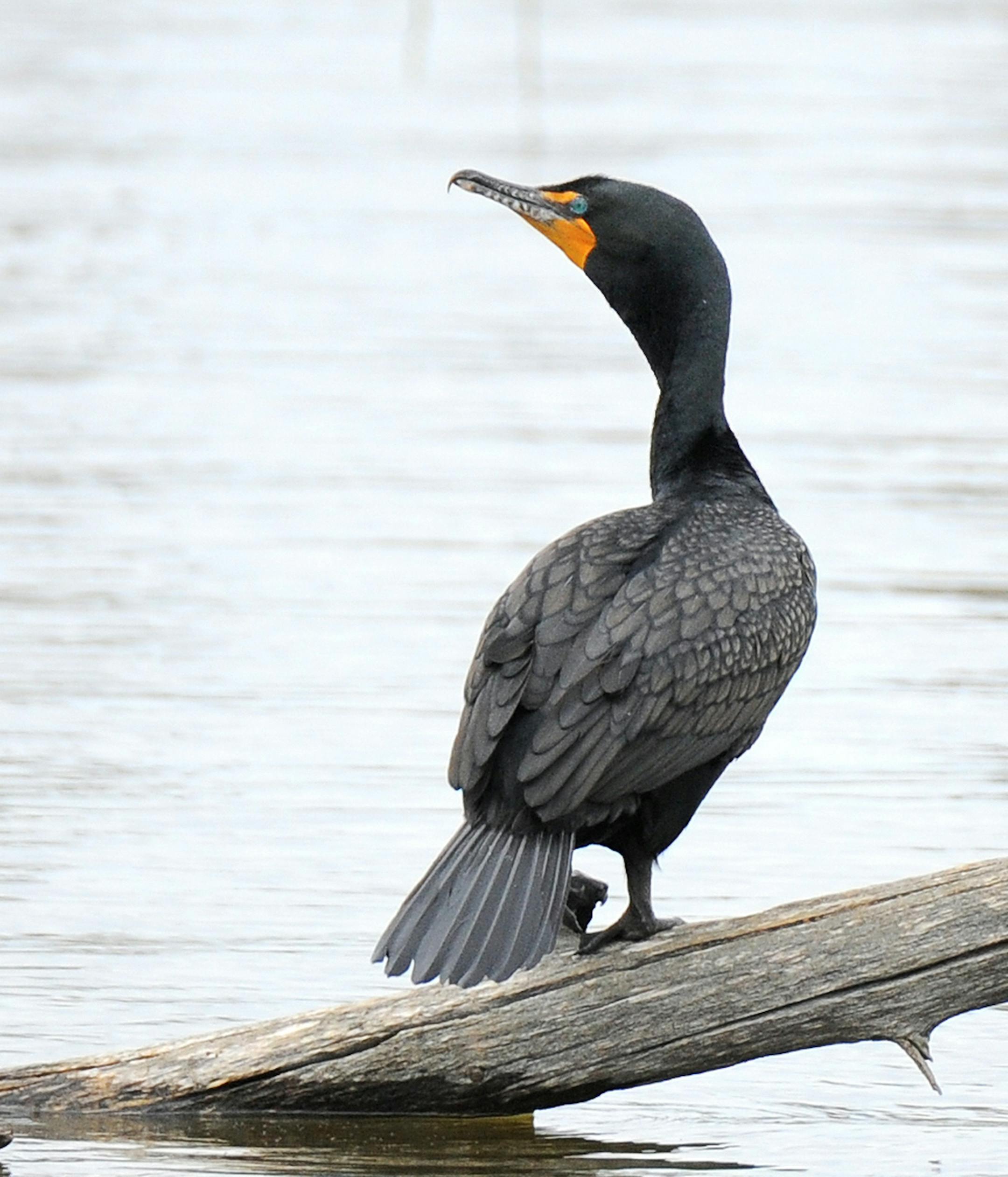Cormorant credit: Jim Williams, special to the Star Tribune