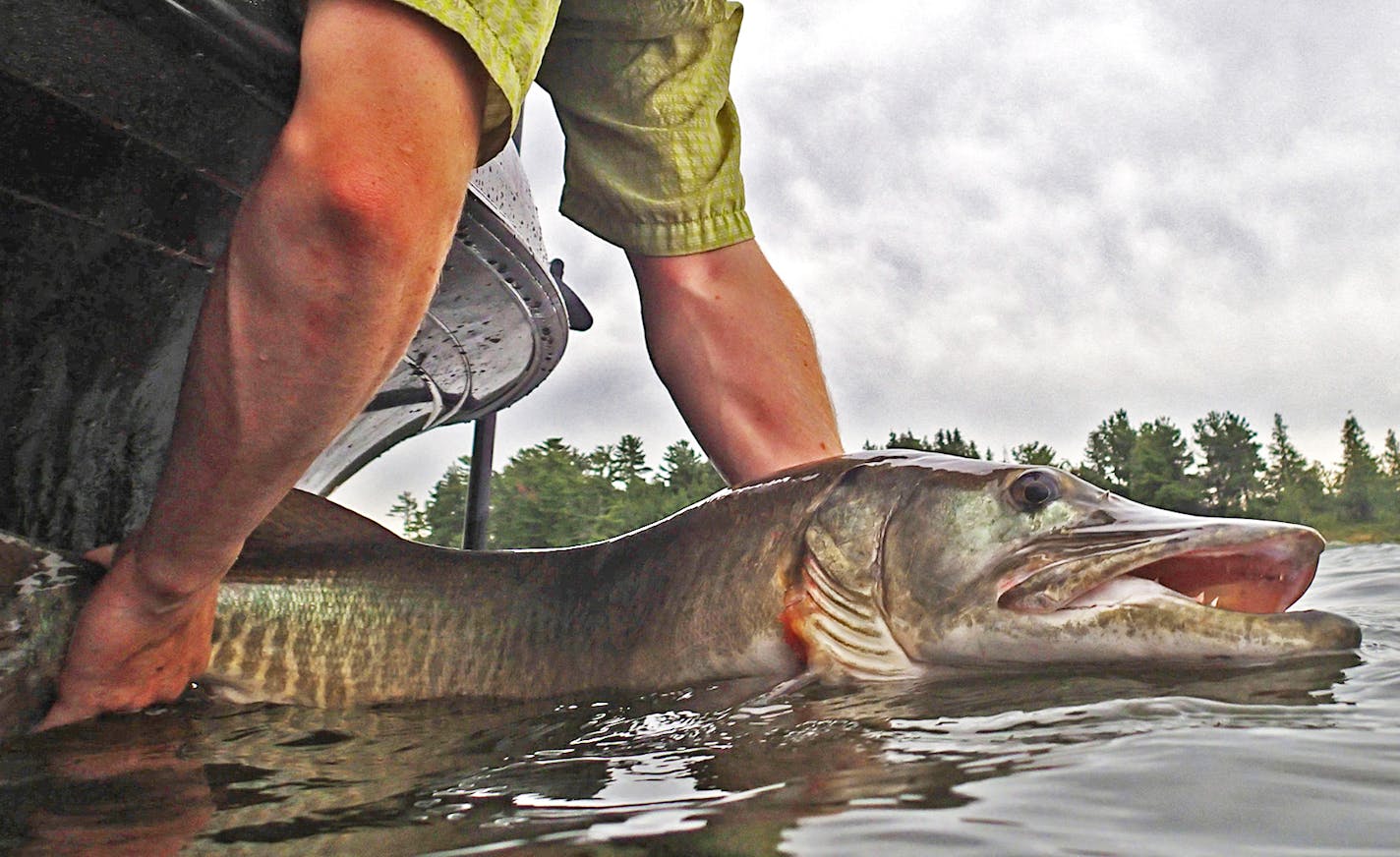 This 43-inch muskie was caught and released during a trip to Lake of the Woods, Ontario, where there were two-fish limits.