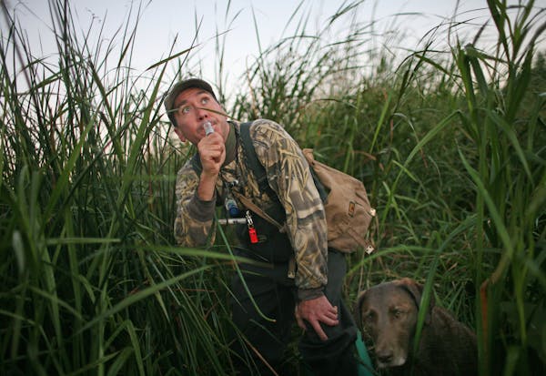 USFWS Wildlife Biologist Dave Fronczak uses a duck call to entice ducks in to the decoys. Jessie, his retriever, is a right. Fronczak accompanied Trev