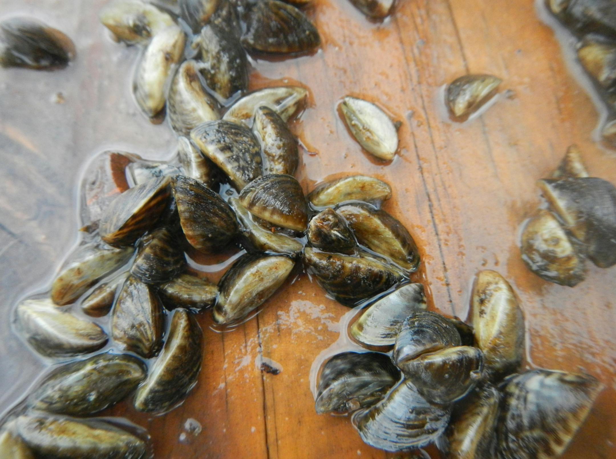 Zebra mussels were discovered in Lake Independence in the west metro. Photo from Monday, Sept. 29, 2014, courtesy of Rich Brasch of Three Rivers Park District.