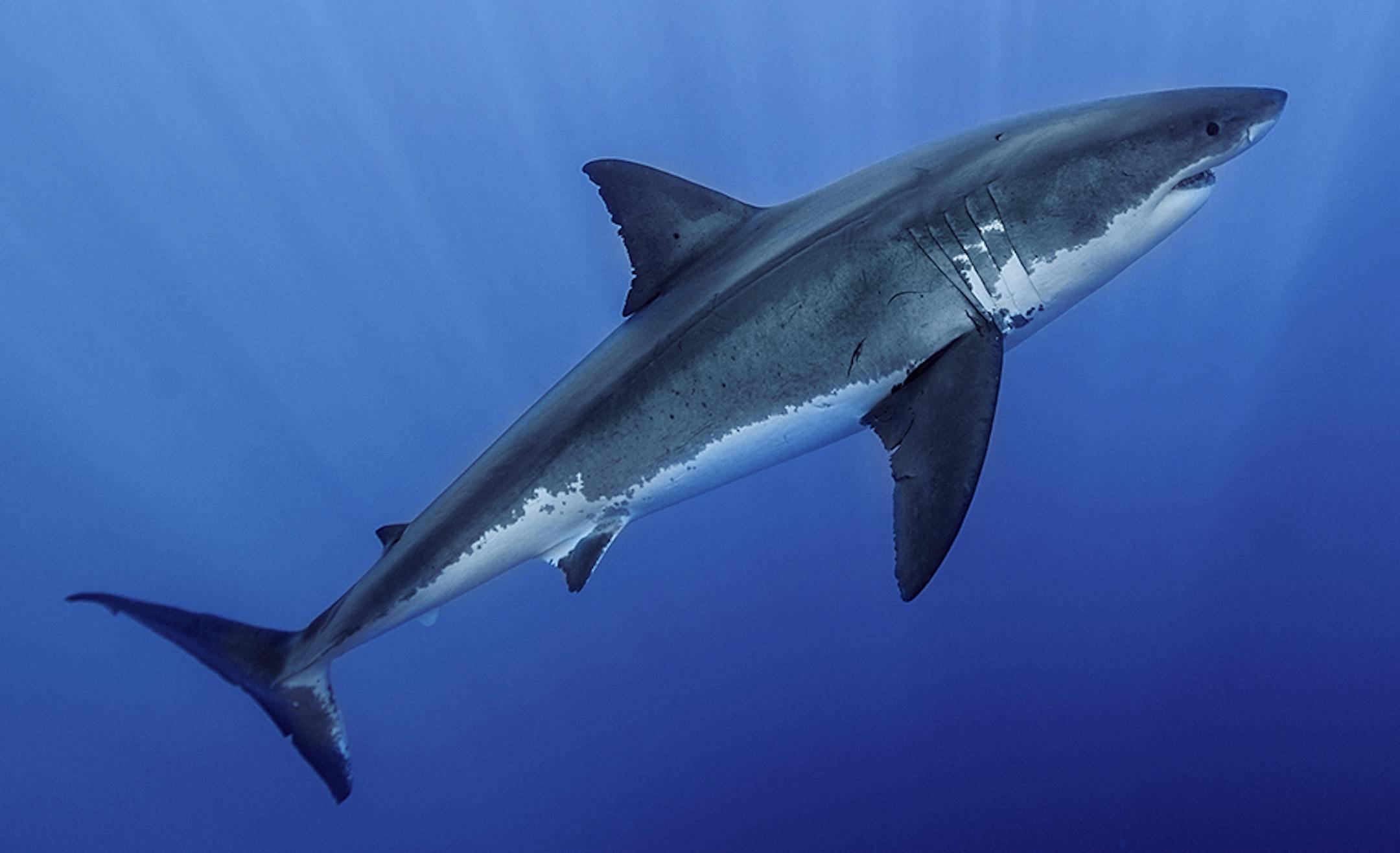 &#x201c;Great White Shark&#x201d; is among the Omnifest offerings.