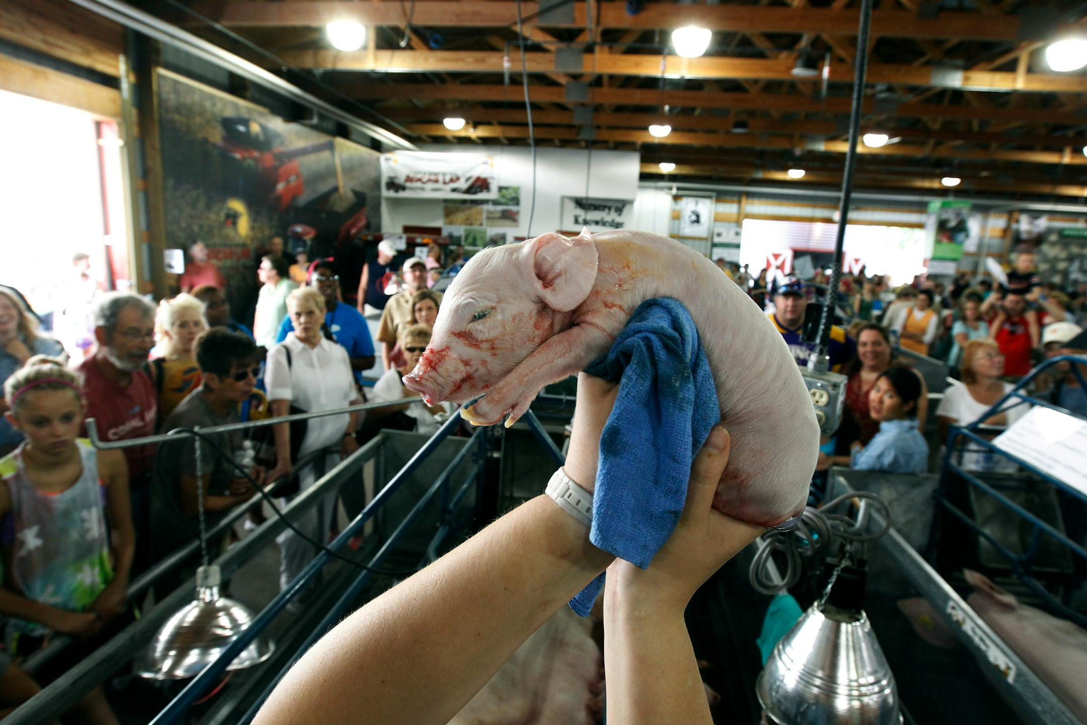 Liz Ostendorf, a senior large animal vet student at the University of MInnesota, held up at newborn pig at Miracle of Birth exhibit on opening day at the State Fair.