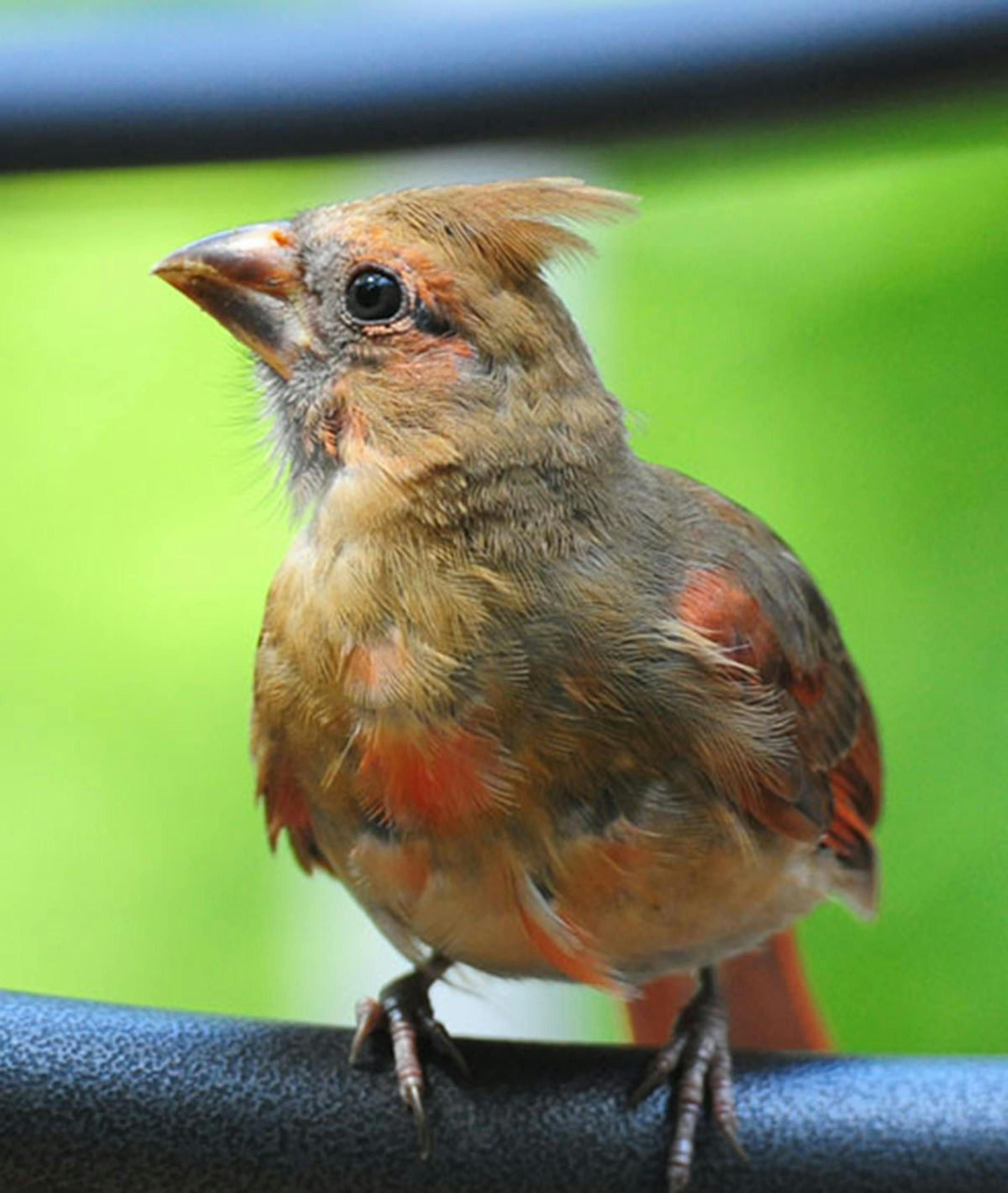 A juvenile cardinal with brown feathers flecked with red perches on a railing.