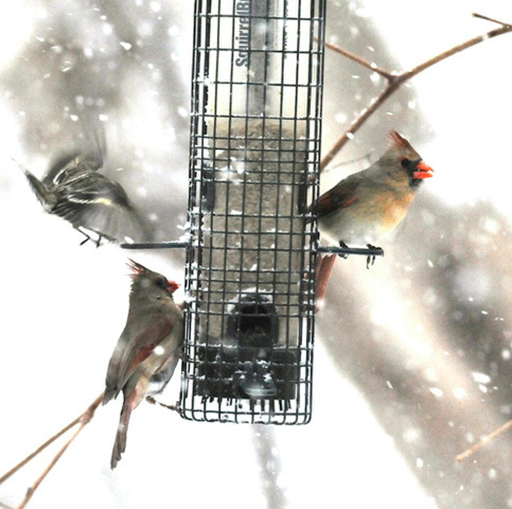 Female cardinals in a snowstorm.Jim Williams photo