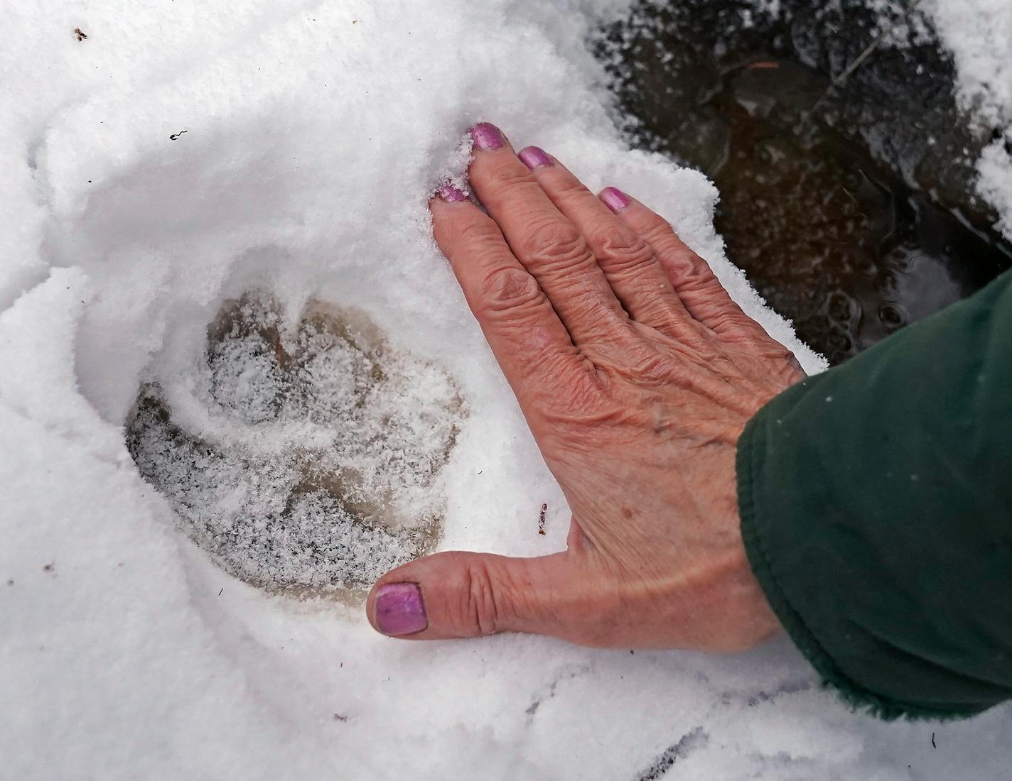 Norma Malinowksi, a retired U.S. Forest Service recreation resource manager, places her hand near that a fairly fresh Canada lynx track in the boggy ground while hunting for lynx scat Monday, Nov. 21, 2022,  near Isabella, Minn.  ]