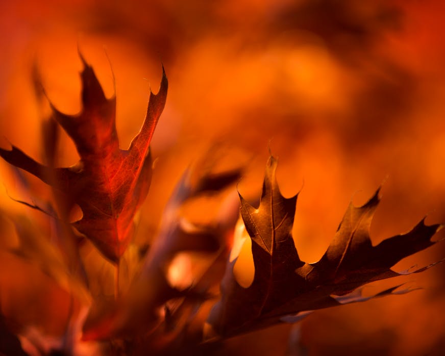 Like flames from an autumn fire, golden leaves from an oak tree are illuminated by evening sun.