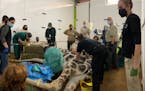 Skeeter, a 13-year-old giraffe, underwent surgery at the Como Zoo.