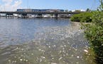 Dead fish lined the mangroves on Anna Maria Island in Bradenton Beach, Fla. A bloom of red tide algae has swept in from Naples to Tampa, killing marin