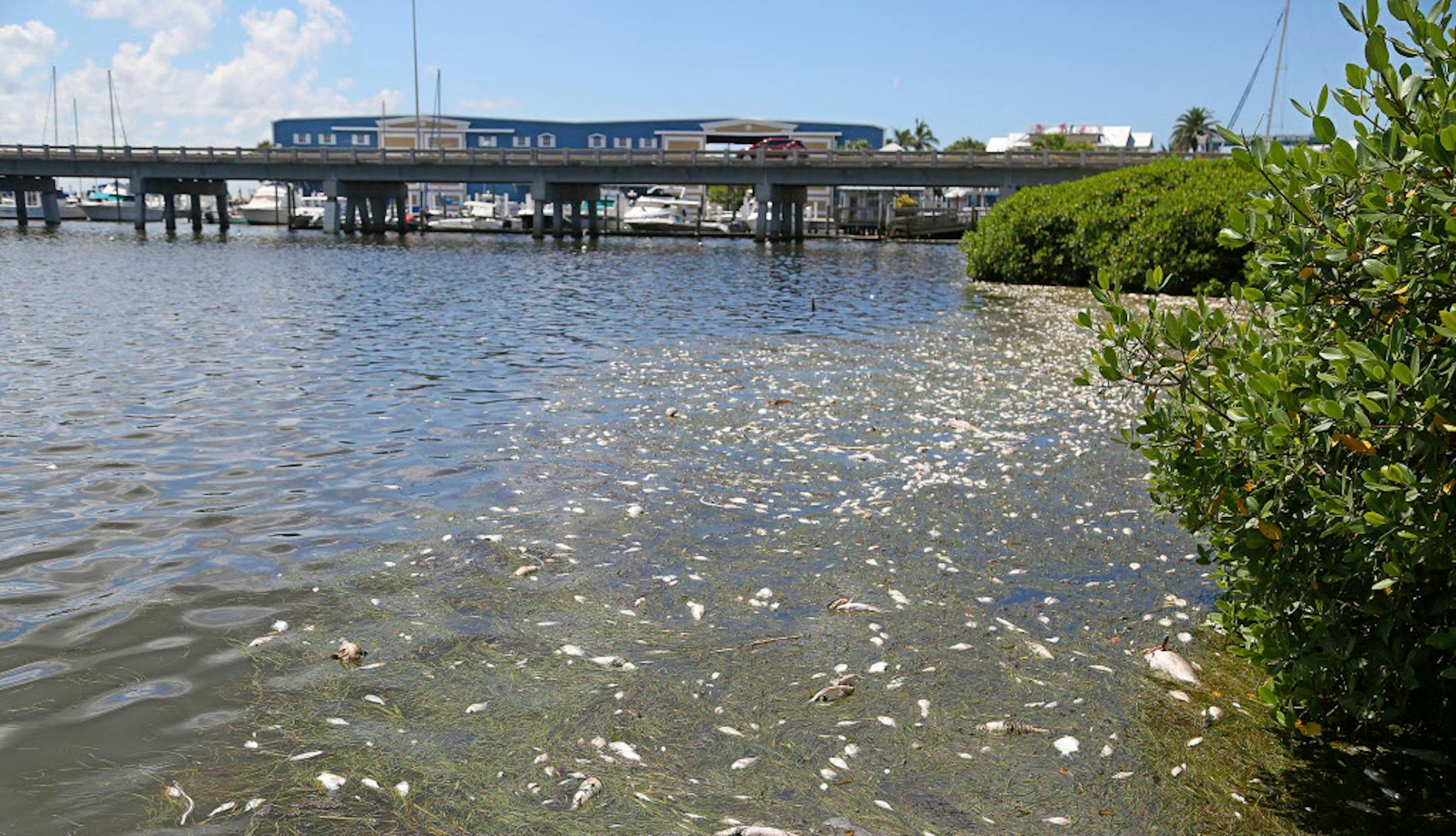 Dead fish lined the mangroves on Anna Maria Island in Bradenton Beach, Fla. A bloom of red tide algae has swept in from Naples to Tampa, killing marine life.