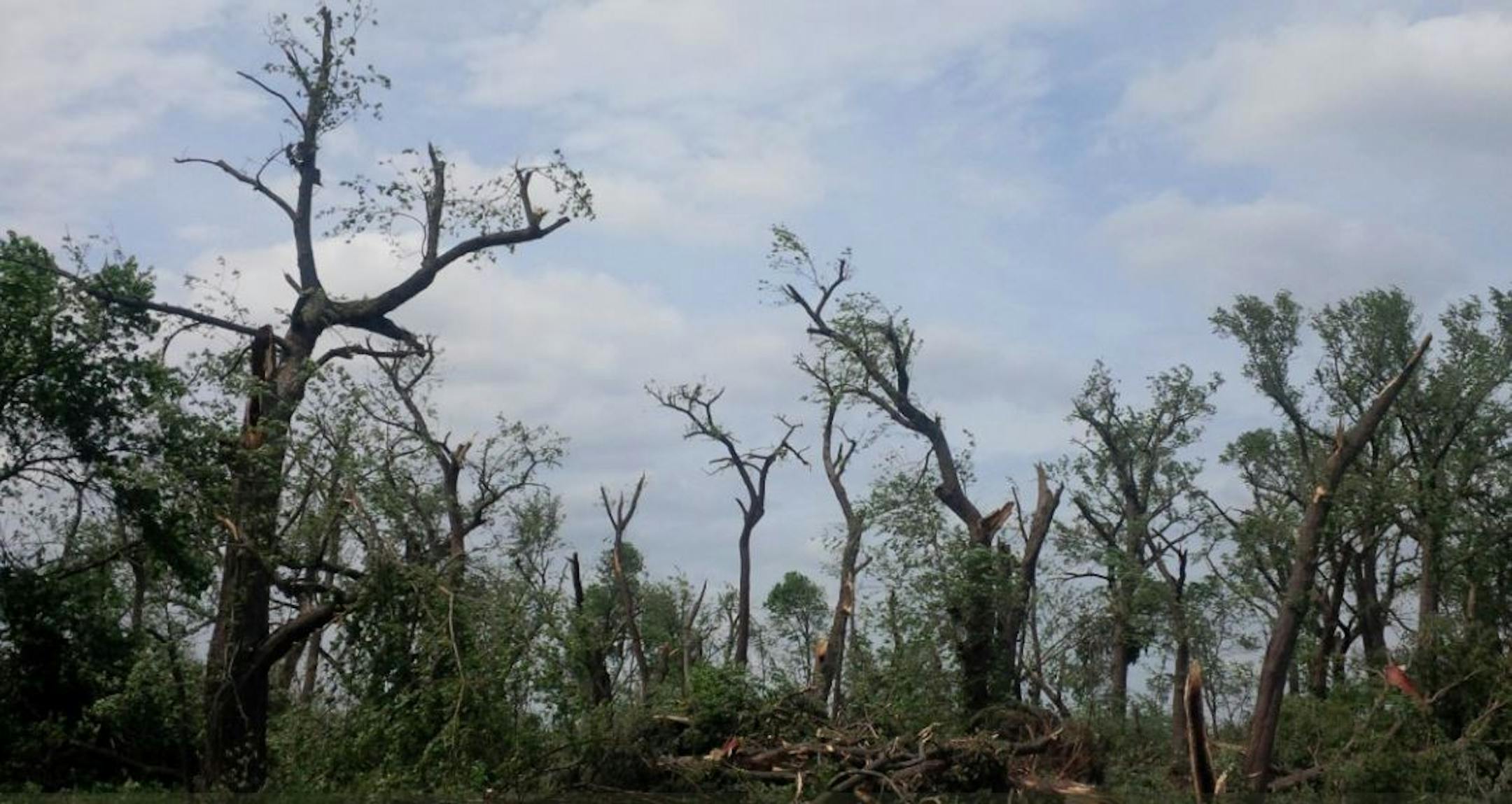 NWS photo: The EF1 tornado that hit Redwood County Thursday evening caused this tree damage.