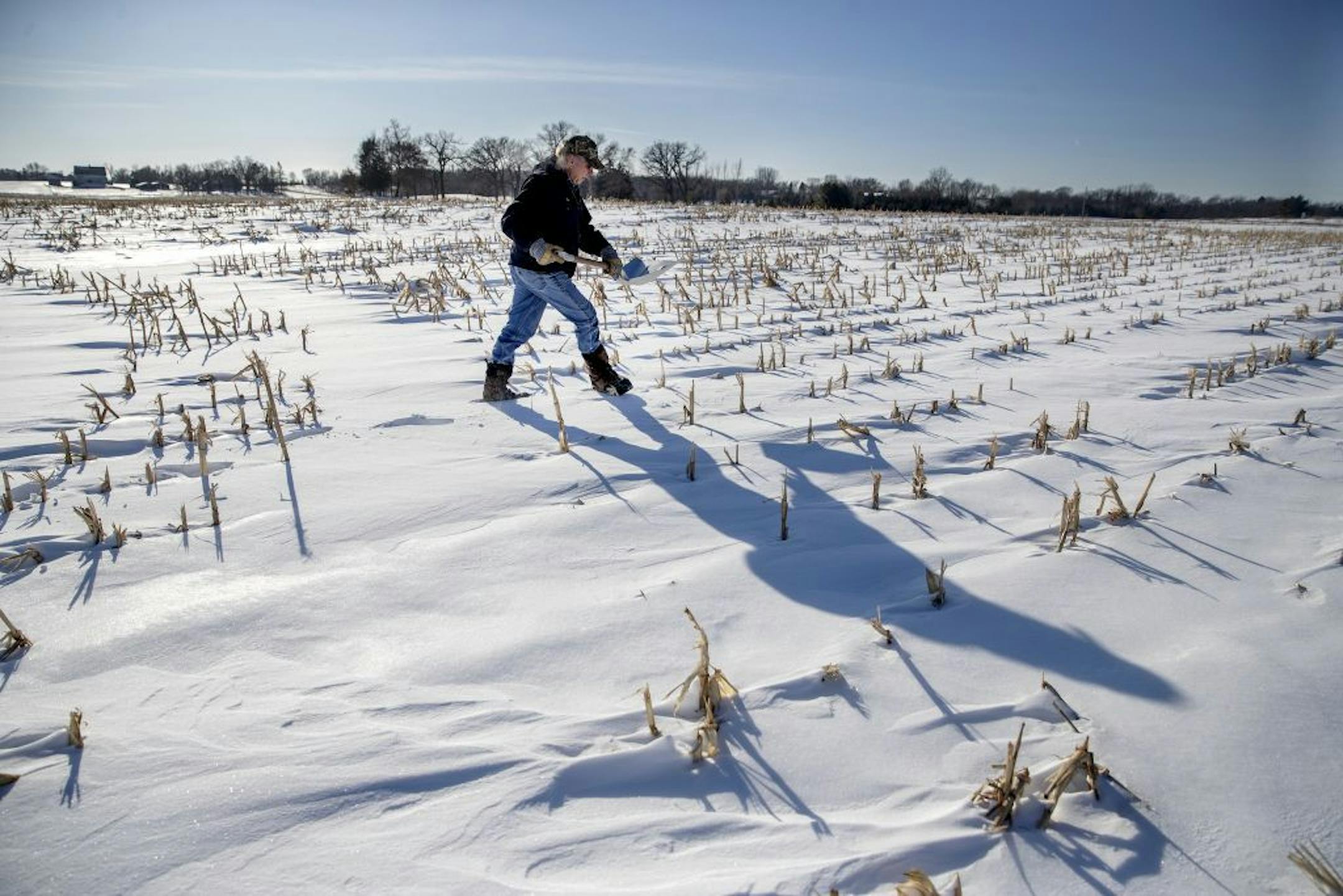 Tim Little made his way through his field planted with cereal rye, a cover crop, Wednesday, December 11, 2019 in Faribault, MN.