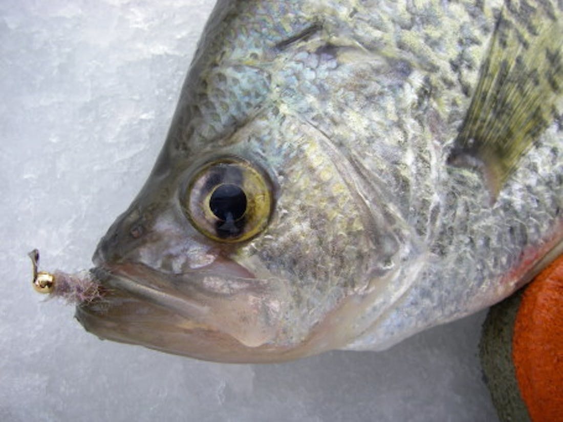 Ice Fishing Flies 