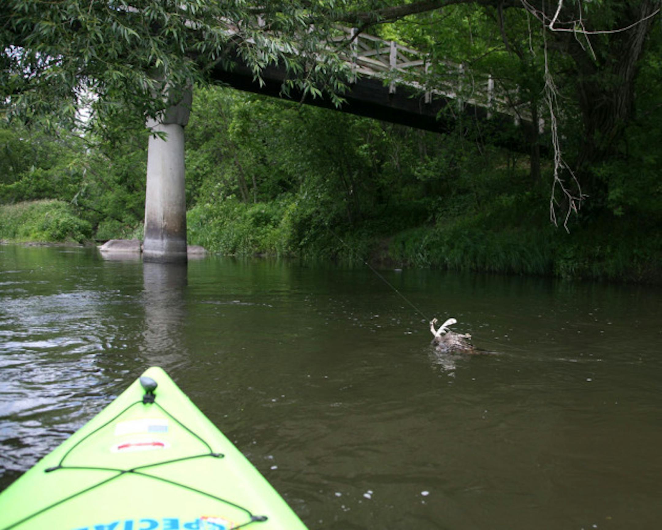 Entangled Barred Owl as it was found on the Cannon River near Faribault.