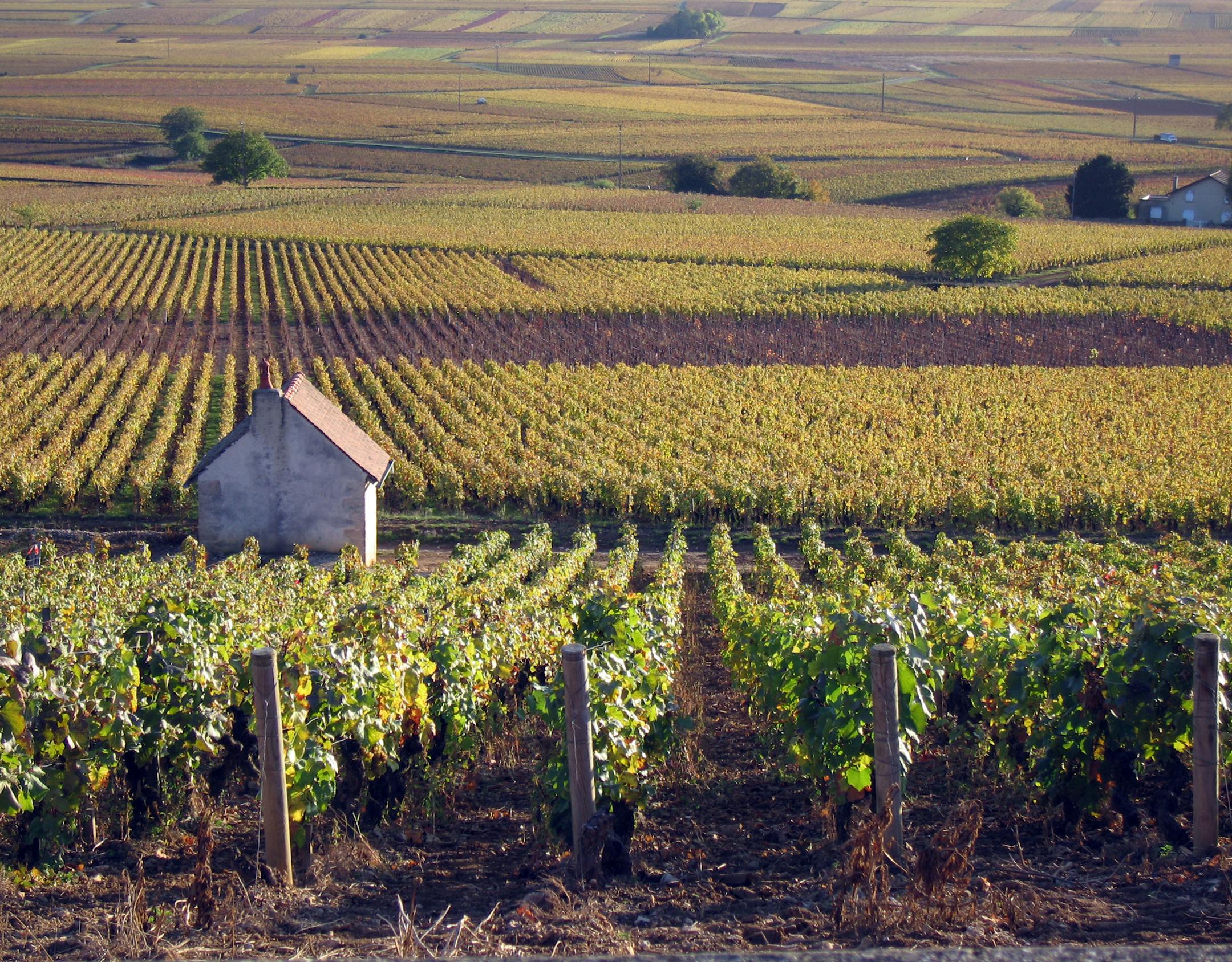Bill Ward • startribune.com Burgundy, France, 2009 The vineyards seem to go on forever in Burgundy.