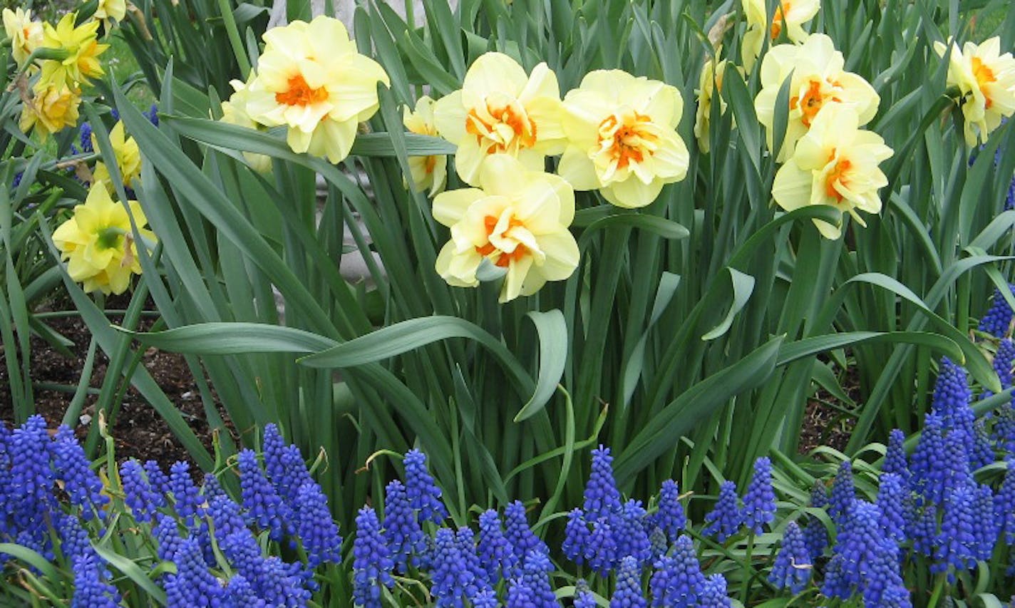 In this undated image taken in Bridgton, Maine, an array of spring daffodils, tulips and grape hyacinth are shown in a garden in early summer. (AP Photo/Rosanne Dombek) ORG XMIT: NYLS704