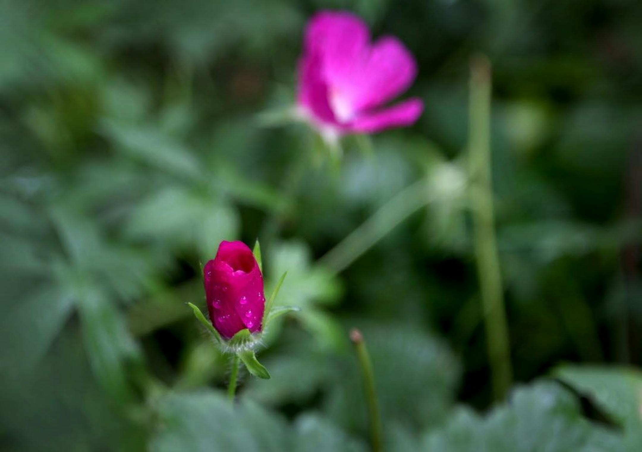 Purple poppy mallow.