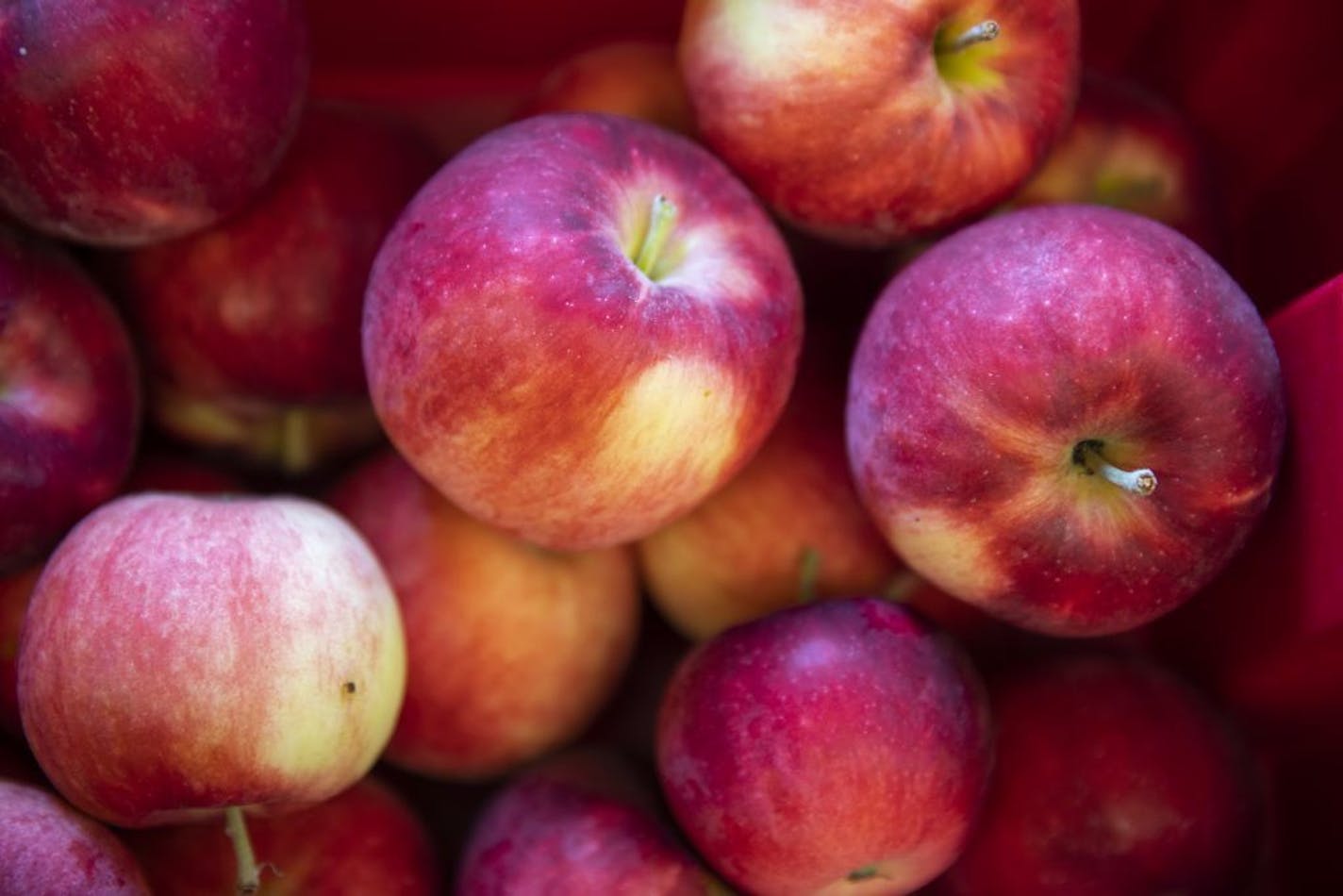 Some of the last of the First Kiss apples from the U's Horticultural Research Center.