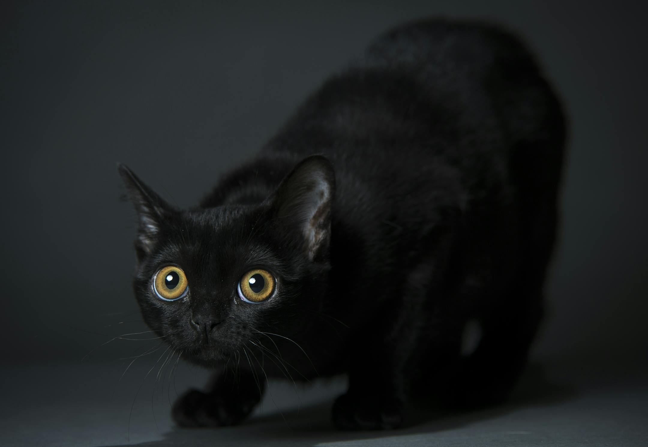 Brian Tripp's 4-month-old Bombay beauty, a cat named "Atomic Kitten," photographed in Tripp's home on Thursday, Jan. 15, 2015 in St. Louis Park.