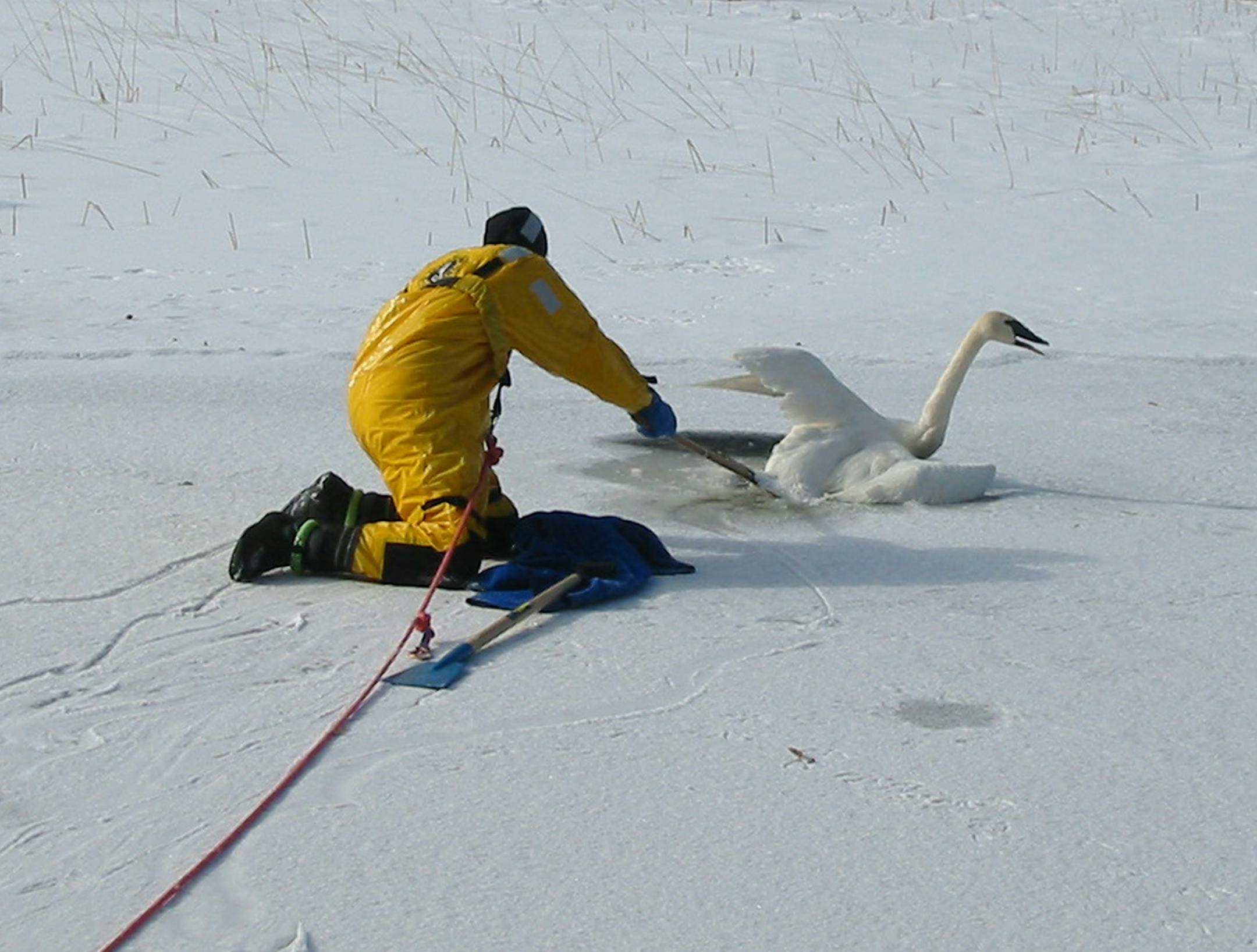 Pine River, Minn., firefighter Mike Hanson works to free a sick swan frozen in the ice near Pine River. The swan was taken to an animal hospital, where tests showed the swan had lead poisoning.