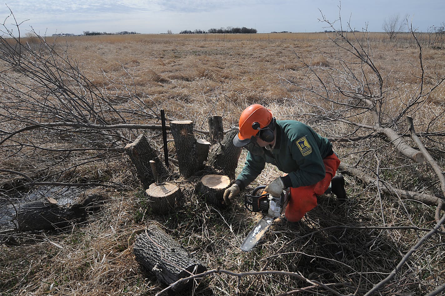 Removing ash trees.