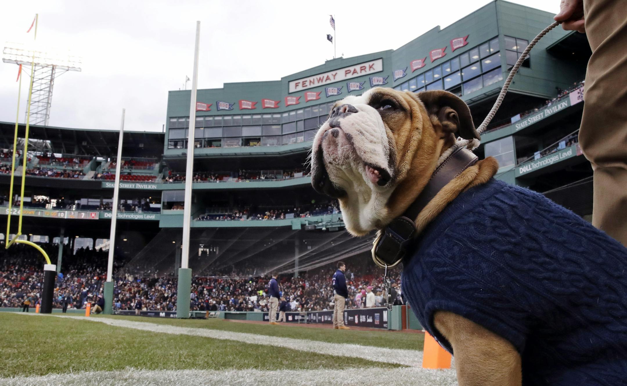 Yale Bulldog mascot, known as Handsome Dan XVIII, sits in the end zone during the first half of an NCAA college football game against Harvard at Fenway Park in Boston, Saturday, Nov. 17, 2018. (AP Photo/Charles Krupa)