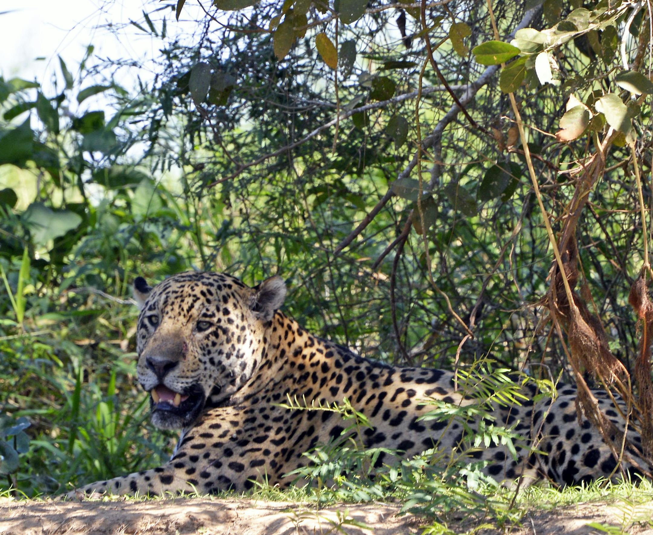 Please consider the attached photo for Viewfinders. I was moved to tears at the sight of this beautiful jaguar on my recent trip to the Pantanal in Brazil. Jaguar populations are rapidly declining and their conservation status is near threatened; seeing them was one of my goals when we traveled to the Pantanal. I’d be happy to provide more information if you’re interested. Thank you! -- Sue Kirchoff
Minneapolis
Where were you when you took this photo? What does it show?
I was on a
