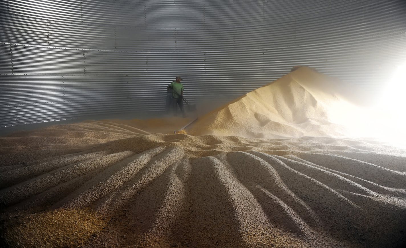 Tim Kozojed, a farmer, transfers last year&#x201a;&#xc4;&#xf4;s corn from his storage silo to a truck for shipment in Hillsboro, N.D., Aug. 5, 2014. Energy exploration in North Dakota is creating a crisis for farmers whose grain shipments have been held up by a vast new movement of oil by rail, leading to millions of dollars in agricultural losses. (Dan Koeck/The New York Times) ORG XMIT: MIN2014082716191138