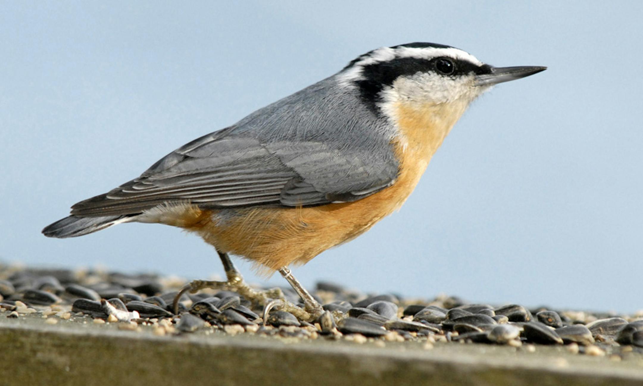 A bright-eyed red-breasted nuthatch&#x201a;&#xc4;&#xee;gray back, striped head, cinnamon flanks, 4 &#xac;&#x2126; inches long--visits a local feeding station. These short-tailed little birds are usually found in conifers.