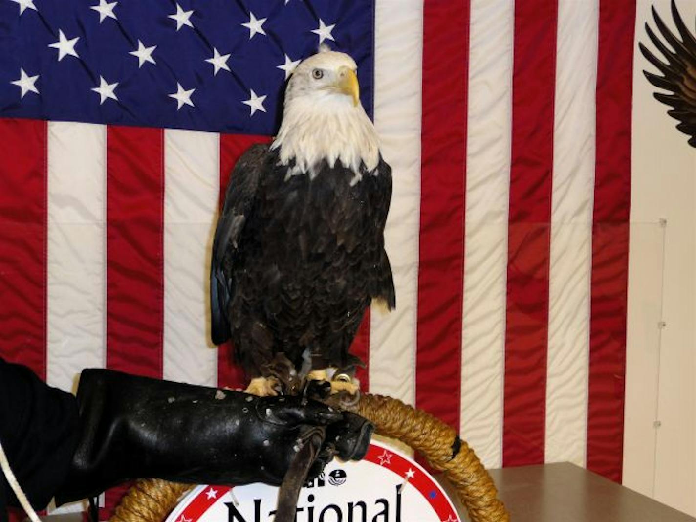 Harriet is one of four resident eagles at the center.